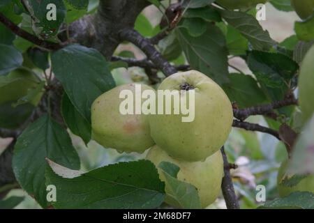 Green apples on a tree ready for picking Stock Photo