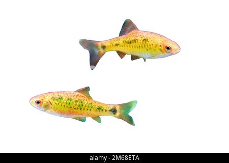 Schuberti Barbus (Barbus semifasciolatus) is a beautiful and yellow fish whose behavior is typical for barbuses, isolated on a white background Stock Photo