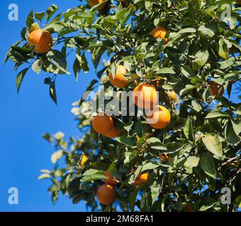 Orange citrus fruit growing on the tree Stock Photo
