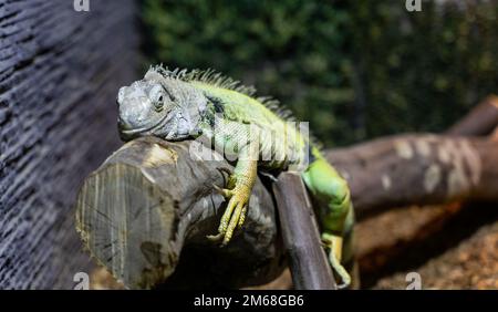 Iguana relaxing on a log Stock Photo