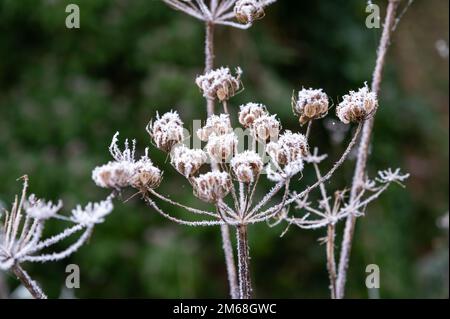 Cow Parsley seed head with winter frost, anthriscus sylvestris Stock Photo