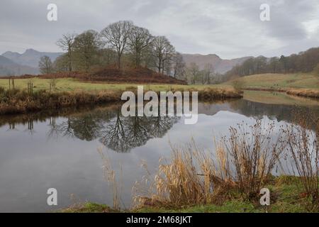A copse of trees reflected in the River Brathay in the Lake District. With the Langdale Hills in the background Stock Photo