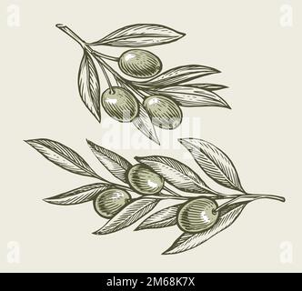 Agricultural Olive Tree Branch Hand Drawn Vector Stock Vector Image ...