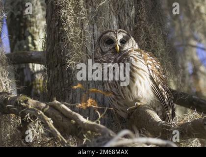 Barred Owl perches in a bald cypress tree surrounded by Spanish Moss in the Louisiana Bayou swamp with brown feathers plumage and wide brown eyes Stock Photo