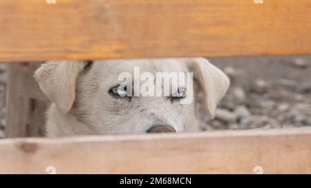 Alaskan husky working dog with pale brown fur seen through narrow gap in fence to focus on pale blue piercing eyes as it waits to start work Stock Photo