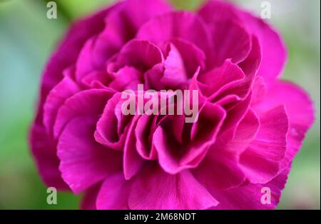 dianthus Stock Photo