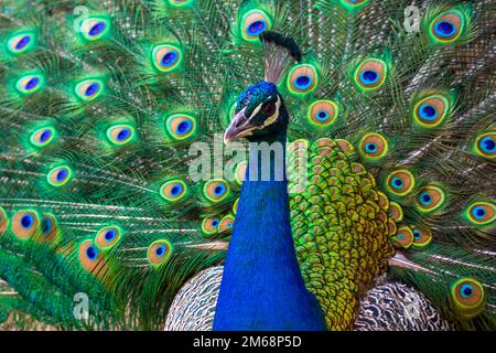 peacock with feathers out on show Stock Photo