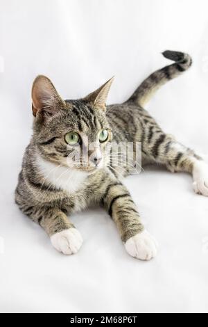 Playful grey kitten with stripes laying on a white background Stock Photo