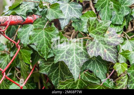 Wild ivy on the wire fence of a private house in the forest of the Fruška gora National Park located in Vojvodina, Serbia, not far from the city of No Stock Photo