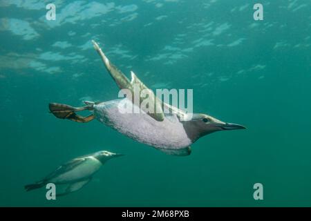 Guillemots diving underwater. Offshore from the sea cliffs at St. Abbs, Scotland. They visit to breed in early spring. 1 colour Stock Photo