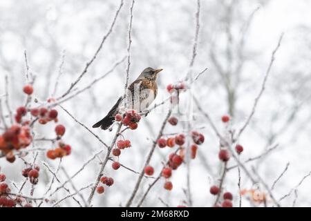 Turdus pilaris. Fieldfare in a frosted crab apple tree. UK Stock Photo