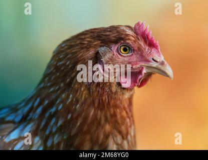 Red Chicken in profile on multicolor background Stock Photo