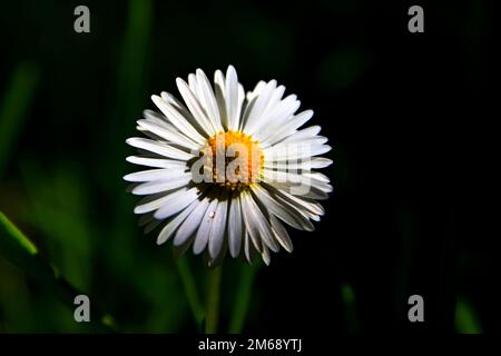 A very beautiful flower on the sun. Stock Photo