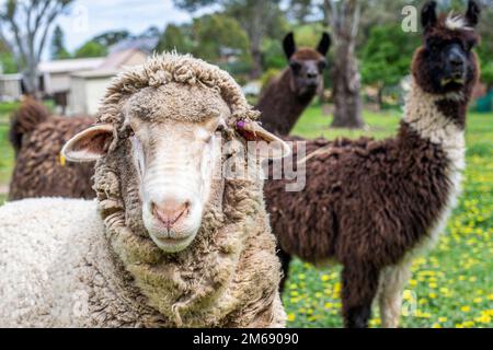 One sheep and two lamas on a farm Stock Photo