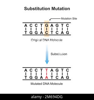 Substitution Mutation Scientific Design. Vector Illustration. Stock Vector