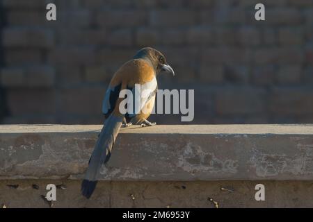 Beautiful close up image of Rufous bird sitting in a house with blurred background and selective focus. Rufous treepie portrait. Stock Photo