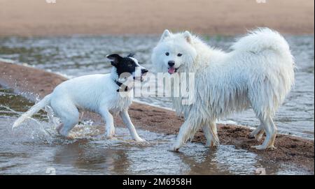 Group of dogs of different breeds playing on the seashore. Multicolored summertime horizontal outdoors image. Stock Photo