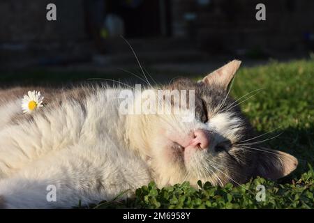 A cat sleeping on grass with a flower on it. Stock Photo