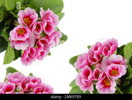 Pink flowers card Stock Photo