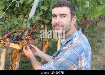 Farmer in his successful vineyard Stock Photo
