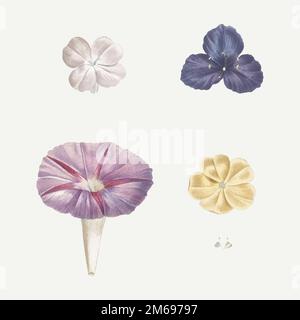 Vintage morning glory set vector Stock Vector