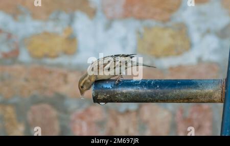 Beautiful close up image of a common house sparrow sitting on a water pump . Stock Photo