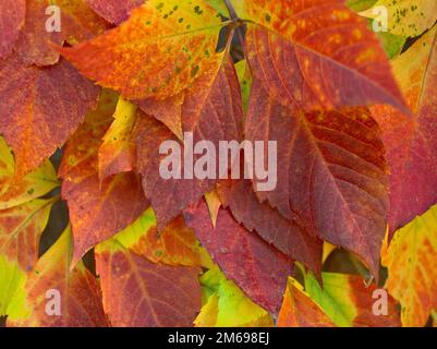 Colorful leaves on the ground Stock Photo