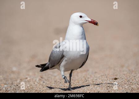 banded Audouin’s gull, Larus audouinii, Ichthyaetus audouinii, on the beach, Catalonia, Spain Stock Photo