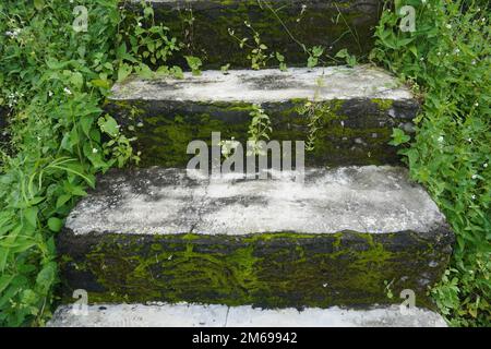 Mossy Stairs between green bushes on nature close up Stock Photo