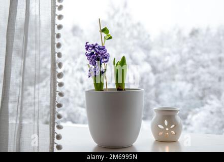 Hyacinths Hyacintus orientalis growing and blooming in home in January. Flowers in bloom on home window sill inside white flower pot. Snowy trees. Stock Photo