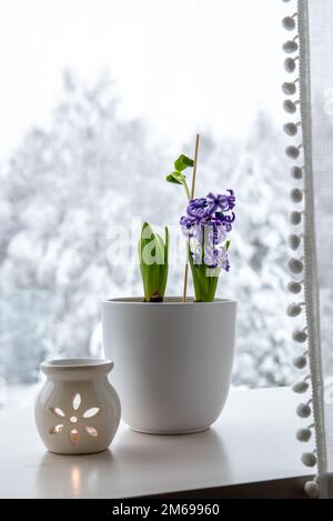 Hyacinths Hyacintus orientalis growing and blooming in home in January. Flowers in bloom on home window sill inside white flower pot. Snowy trees. Stock Photo
