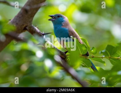 A Southern Cordonbleu (Uraeginthus angolensis), also known as Blue Waxbill, singing on a branch. Kruger National Park, South Africa. Stock Photo