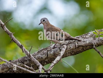 An Emerald-spotted Wood-Dove (Turtur chalcospilos) perched on a branch. Kruger National Park, South Africa. Stock Photo