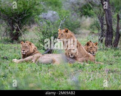 A group of Lions (Panthera leo) resting in the bushes. Kruger National Park, South Africa. Stock Photo