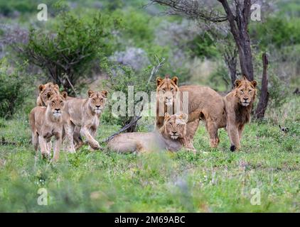 A group of Lions (Panthera leo) ready to hunt. Kruger National Park, South Africa. Stock Photo