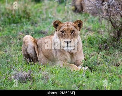 A female lioness (Panthera leo) resting in the bushes. Kruger National Park, South Africa. Stock Photo