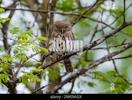 A Pearl-spotted Owlet (Glaucidium perlatum) perched on a branch. Kruger National Park, South Africa. Stock Photo