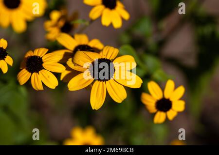 A bunch of black-eyed Susan flowers on a summer day, Montreal, Quebec, Canada Stock Photo