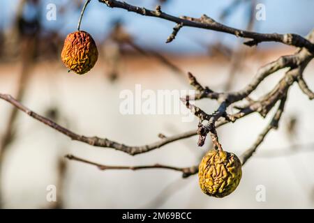 Diseases of trees. Branch of a dead Apple tree with dried apples. Diseases of trees. Apples hanging on a dead branch. Stock Photo