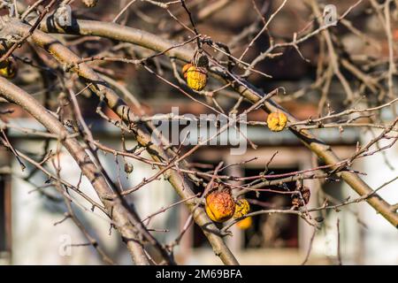 Diseases of trees. Branch of a dead Apple tree with dried apples. Diseases of trees. Apples hanging on a dead branch. Stock Photo