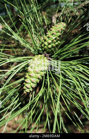 Green cones and needles on the pine-tree 2 Stock Photo