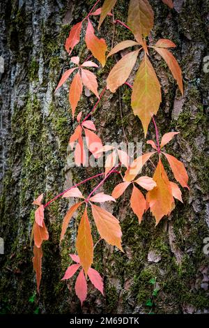 Virginia creeper growing on a tree Stock Photo
