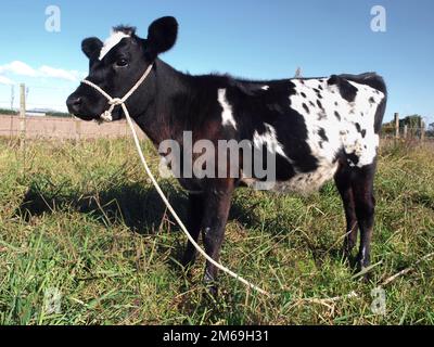 Brown and White Calf Stock Photo