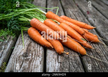 Freshly harvested carrots from the home vegetable garden. Stock Photo