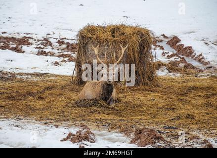 Beautiful adult male red deer, stag or hart, with big horn resting near a bale of hay in a field with snow, dry grass and moss in a cold winter day Stock Photo