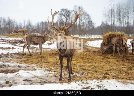 Beautiful group of deer with a male adult red deer, stag or hart, with big horn near a bale of hay in a field with snow, dry grass and moss in a cold Stock Photo
