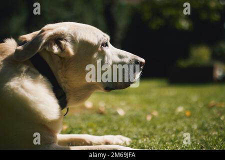 Loyal old dog waiting on back yard. Portrait of senior labrador retriver lying in grass. Stock Photo