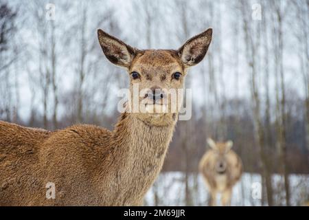 Beautiful portrait of female adult red deer or hind looking at camera, walking in a field with snow, dry grass and moss in a cold winter day, close up Stock Photo