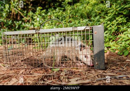 Trapped Possum In Humane Trap Stock Photo - Download Image Now