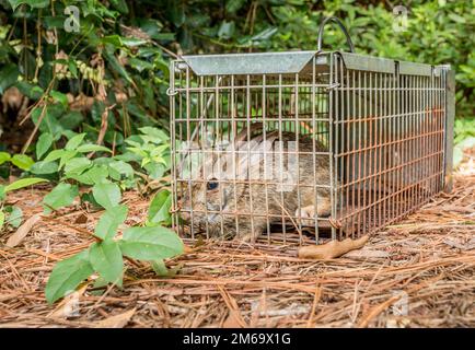 Rabbit in live humane trap. Pest and rodent removal cage. Catch and release wildlife animal control service. Stock Photo